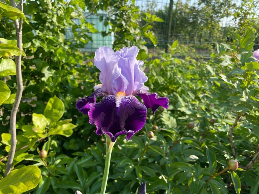 5321A59F-4F94-4B68-BE5E-87E07822E049 - 01 Iriși 2023