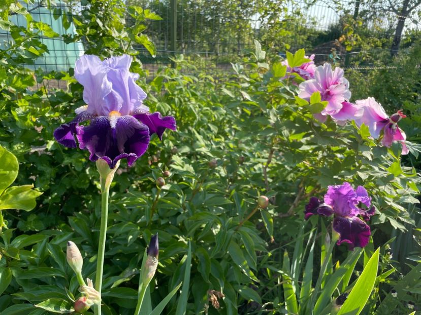 1820FF52-119F-4825-8ECE-4F52C736D660 - 01 Iriși 2023