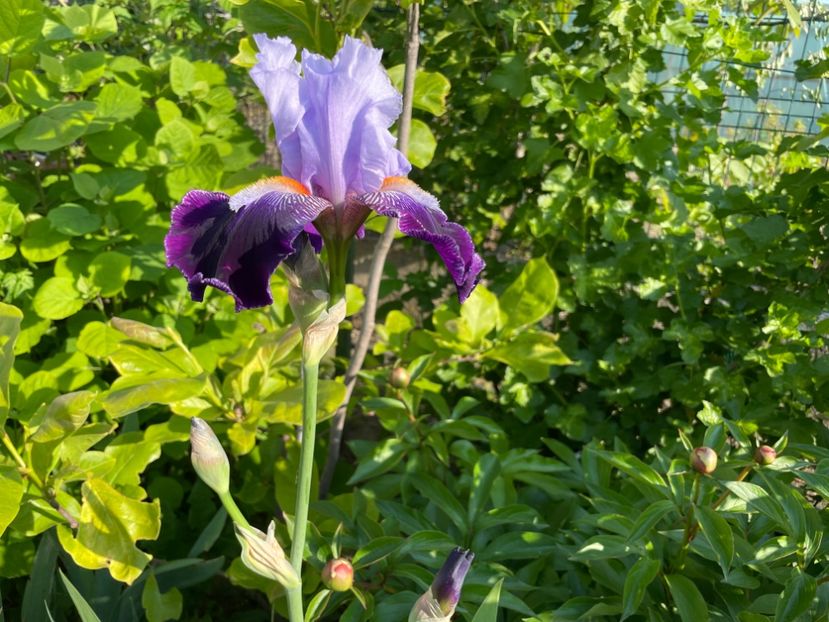 9D89C5B6-E71E-45A1-B07B-DA0AEA0B8E00 - 01 Iriși 2023