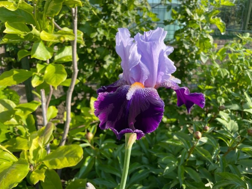 8425F939-8253-4198-8E92-B01E65AD2DF6 - 01 Iriși 2023