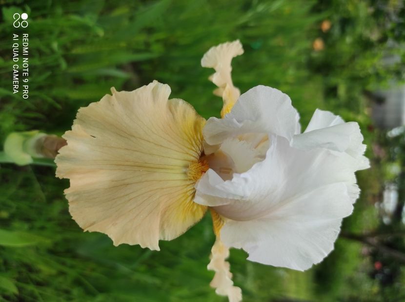 Apricot Frosty - Irisi 2023