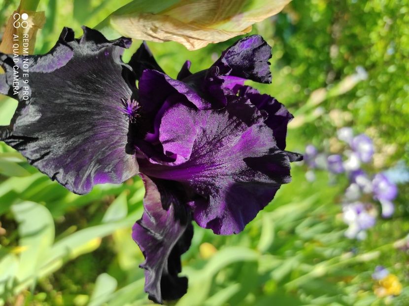 Dark Passion (5) - Irisi 2023