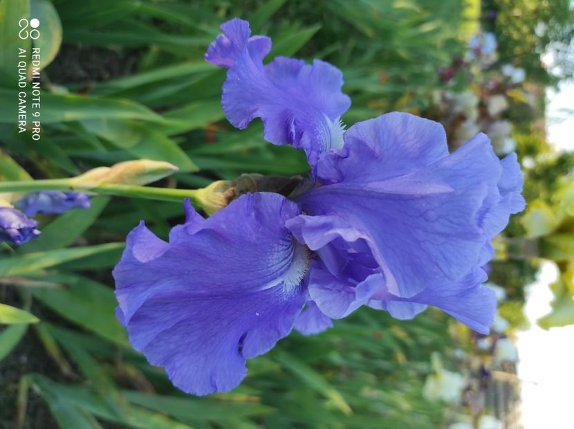 Elegance in blue - Irisi 2023
