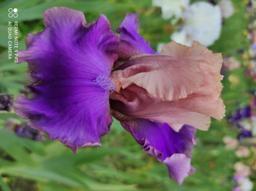 Florentine Silk - Irisi 2023