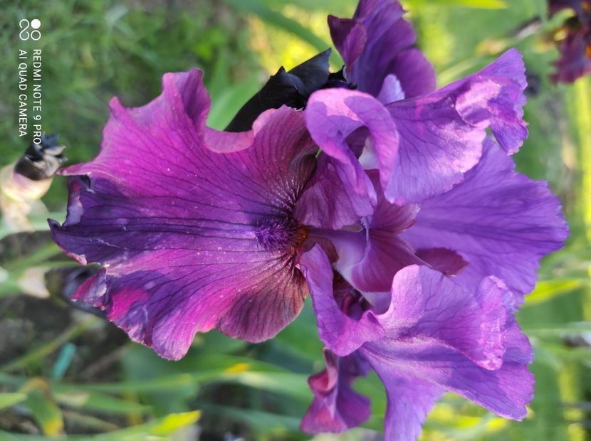 Plum Fun - Irisi 2023