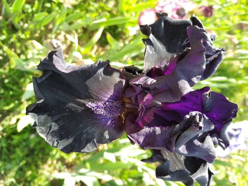Black Phantom (1) - Irisi 2023