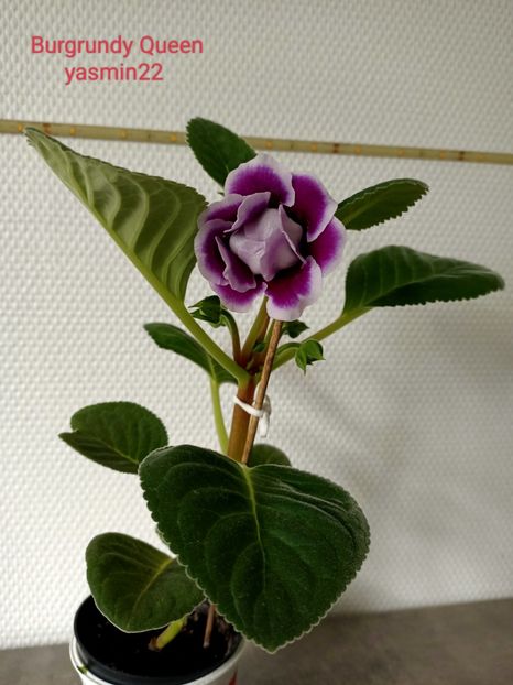 19.05.2023 - Gloxinia Burgundy Queen