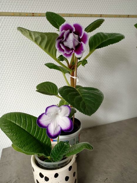 19.05.2023 - Gloxinia Burgundy Queen