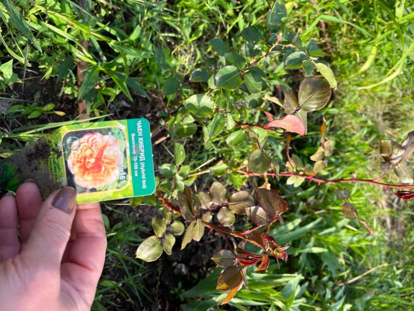 A57122EA-D0A2-48D2-B600-2DF379F90F66 - Noutati