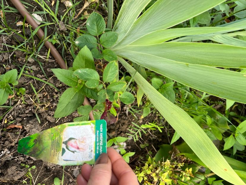 A9F6A6B0-EF3C-4A2B-AC94-48A66329D94B - Noutati