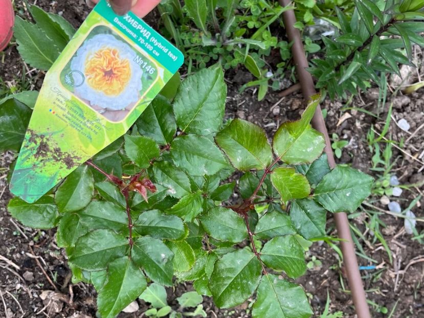 A3F26C60-C6FE-446C-BC0D-FA8A7C52518D - Noutati