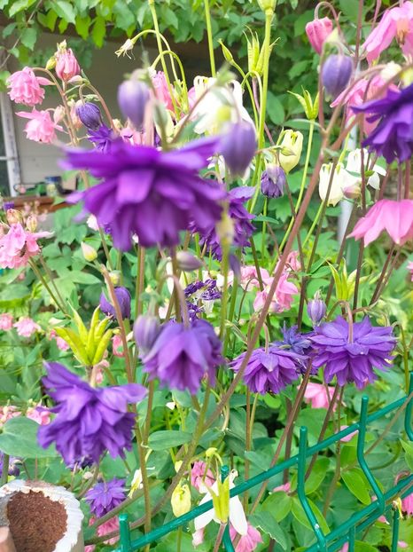 IMG20230519113909 - Mai 2023 vol 1