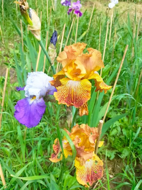 IMG20230519113510 - Mai 2023 vol 1