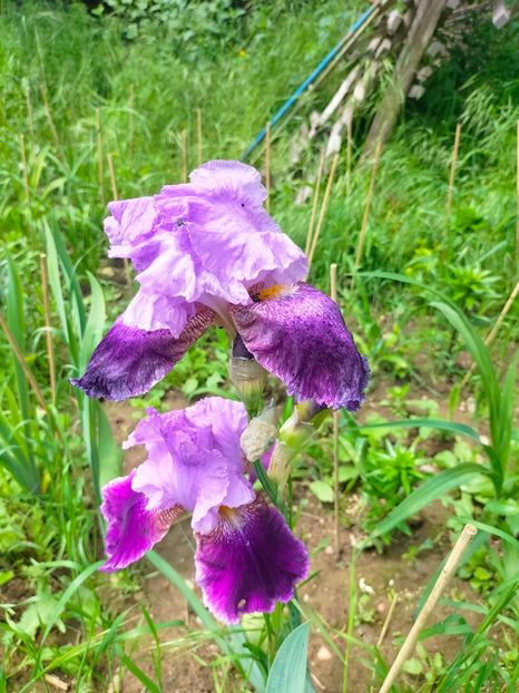 IMG20230519113446 - Mai 2023 vol 1