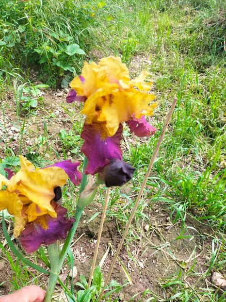 IMG20230519113330 - Mai 2023 vol 1