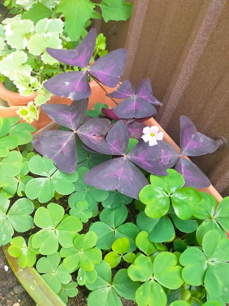 IMG20230519113045 - Mai 2023 vol 1