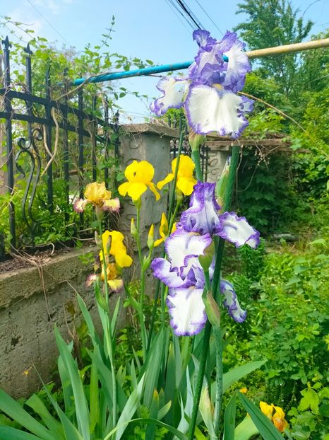 IMG20230519112958 - Mai 2023 vol 1