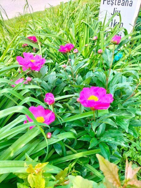 IMG20230519112915 - Mai 2023 vol 1