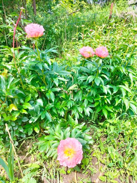 IMG20230519112803 - Mai 2023 vol 1