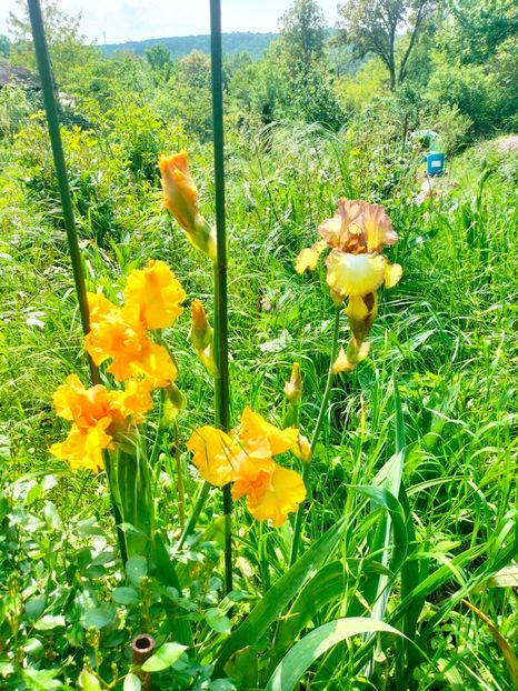 IMG20230519112733 - Mai 2023 vol 1