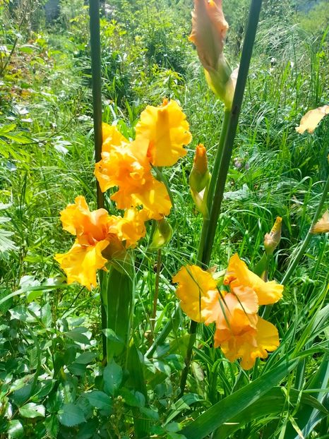 IMG20230519112730 - Mai 2023 vol 1