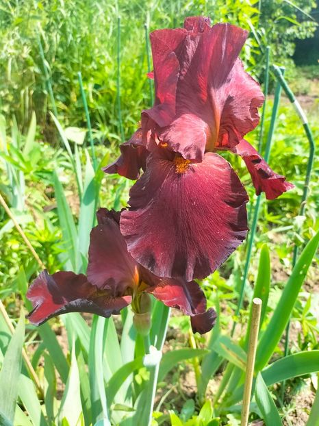 IMG20230519112119 - Mai 2023 vol 1