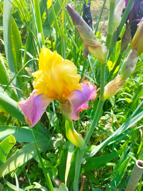 IMG20230519112034 - Mai 2023 vol 1