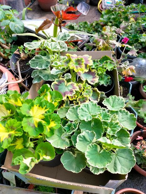 IMG20230519092339 - Mai 2023 vol 1