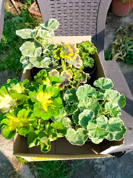 IMG20230519092222 - Mai 2023 vol 1