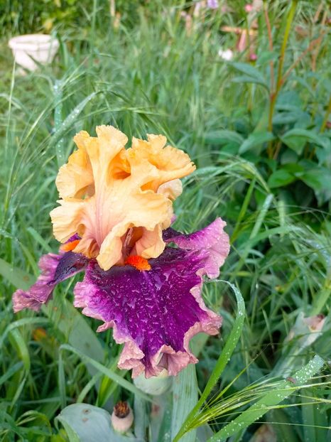 IMG20230519081509 - Mai 2023 vol 1