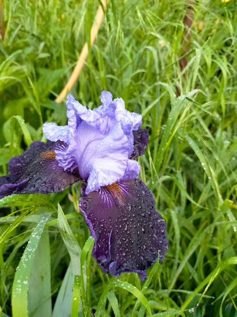 IMG20230519081506 - Mai 2023 vol 1