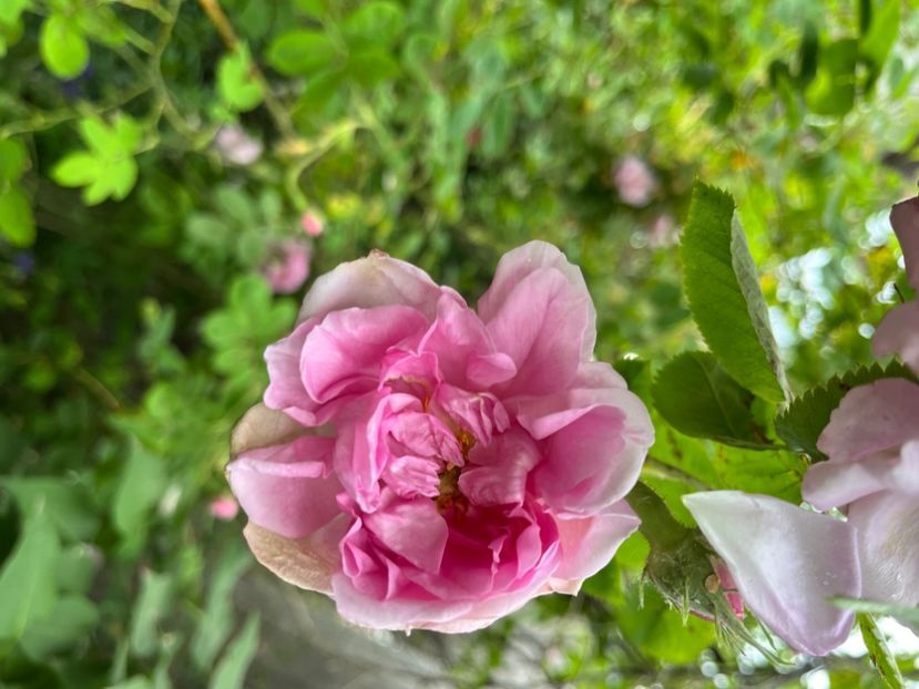 380CB7E9-764C-466E-A39F-AFB3673F2D4D - Trandafiri 2023