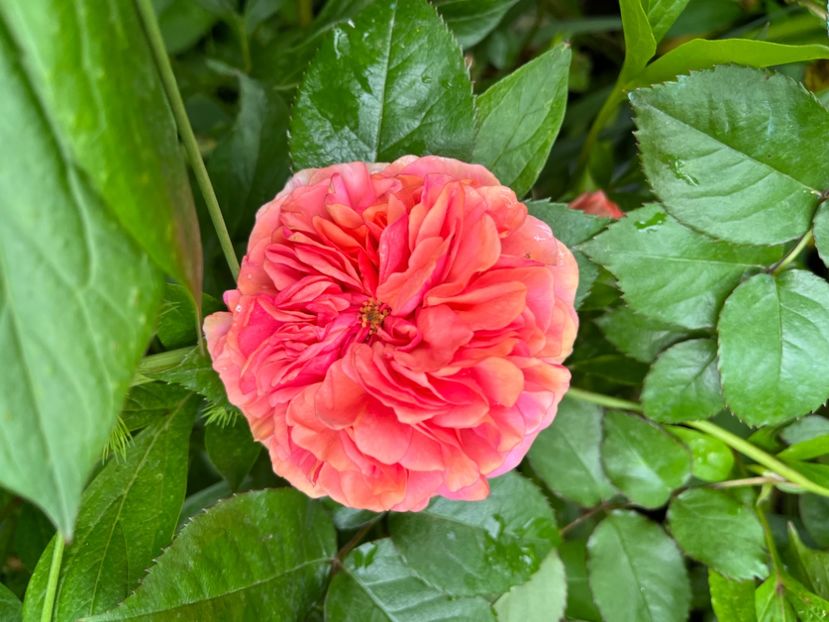 A64E6231-BBBB-4059-8626-6A58D5D5DA58 - Trandafiri 2023