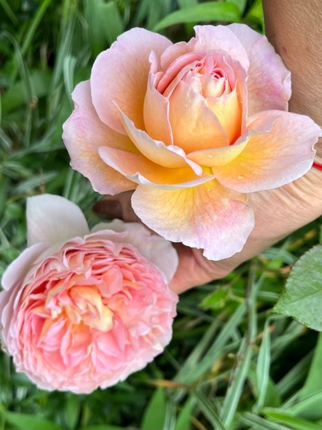 C7910712-2C89-4312-B885-929223A60F55 - Trandafiri 2023