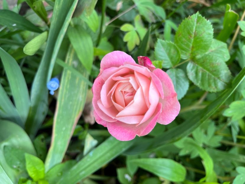 BC3457F2-3AB9-4883-851B-09209579A23E - Trandafiri 2023