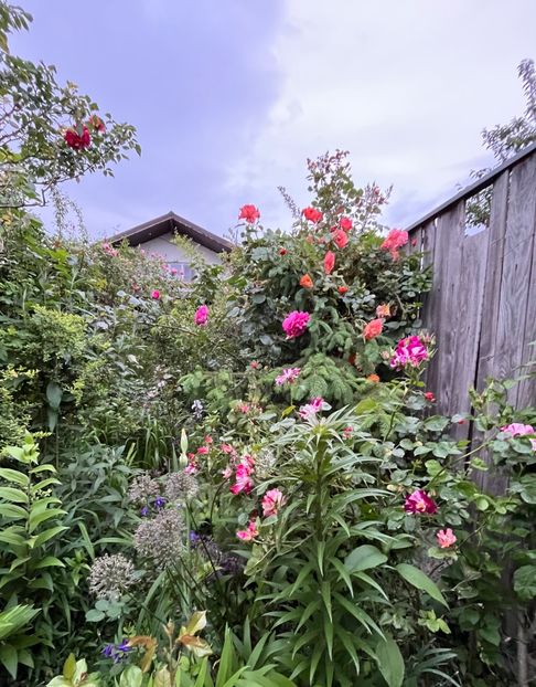 417B94C9-0386-4ECD-8FC1-F7846EDDC358 - Trandafiri 2023