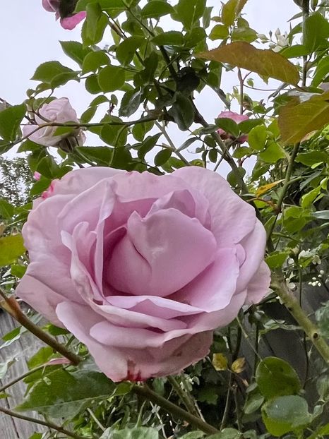 A82FA419-CDEF-4CF1-A5F9-611FF21BD911 - Trandafiri 2023