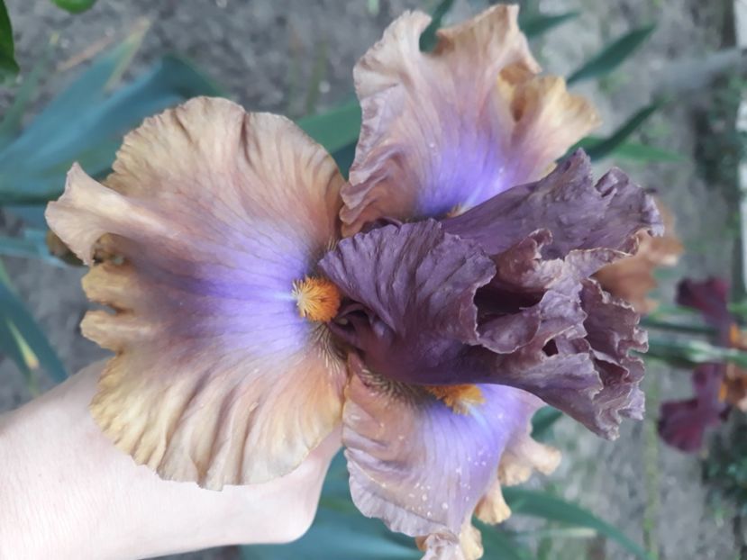Land Dawn Under - disponibil irisi