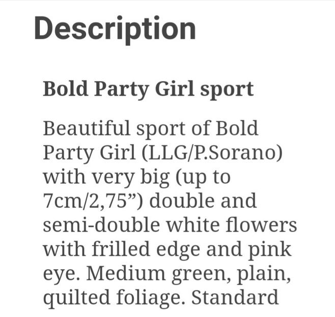  - Bold Party Girl sport