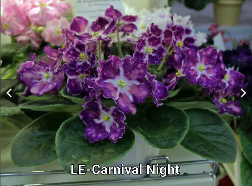 LE-Carnival Night - LE-Carnival Night