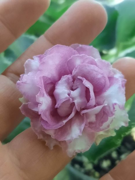  - LE Madam Pompadour