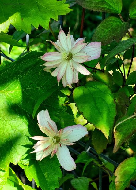 Clematis Marjorie - Clematis Marjorie
