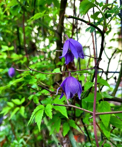 Clematis Alpina - Clematis Alpina