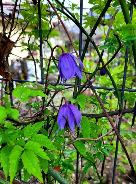 Clematis Alpina - Clematis Alpina