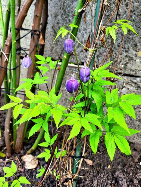 Clematis Alpina - Clematis Alpina