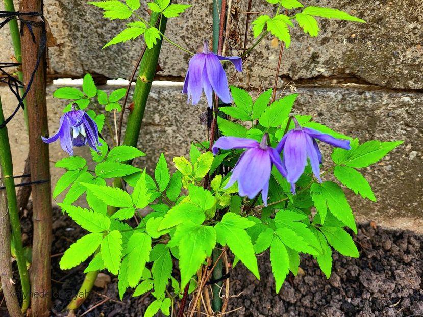 Clematis Alpina - Clematis Alpina