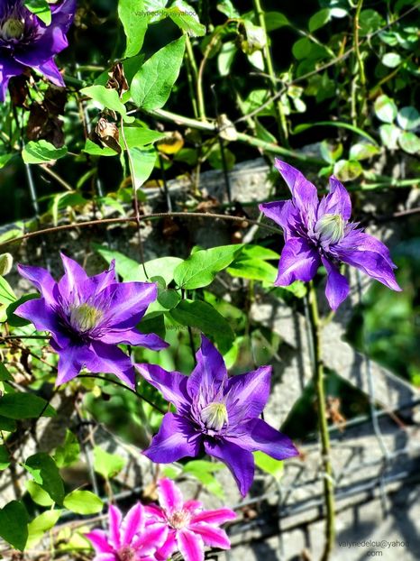 Clematis Multi Blue - Clematis Multi Blue