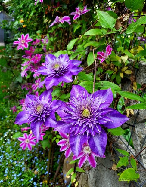 Clematis Multi Blue - Clematis Multi Blue