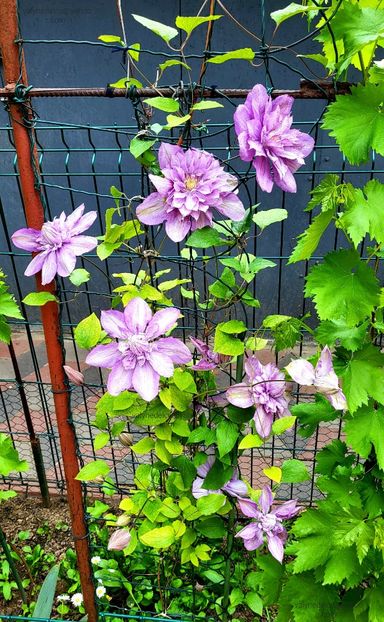 Clematis Proteus - Clematis Proteus