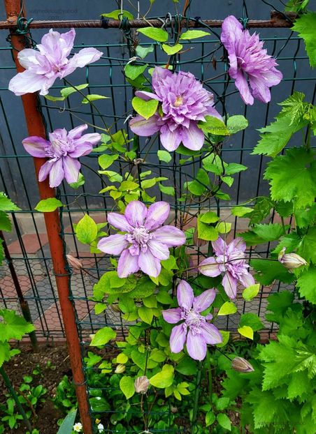 Clematis Proteus - Clematis Proteus